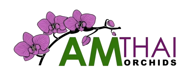 Am thai orchids 