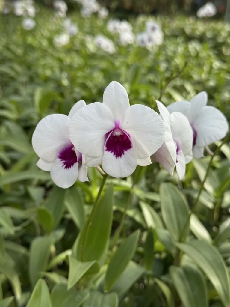 Dendrobium White Red Lip 1698