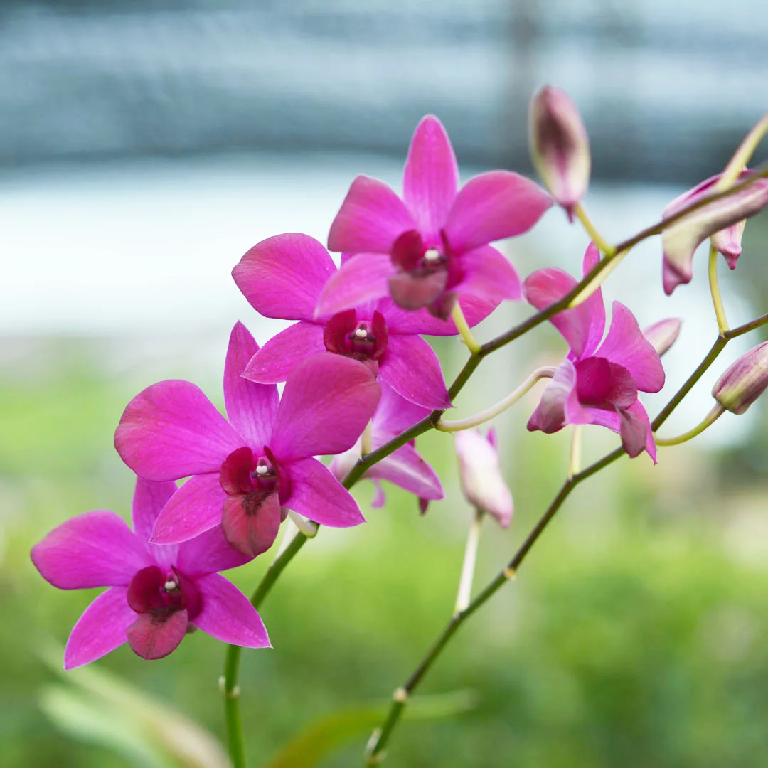 Dendrobium Pattaya Red