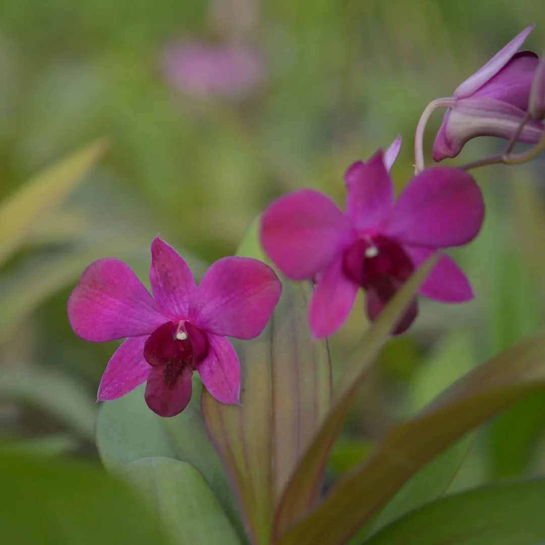 Dendrobium Pattaya Red