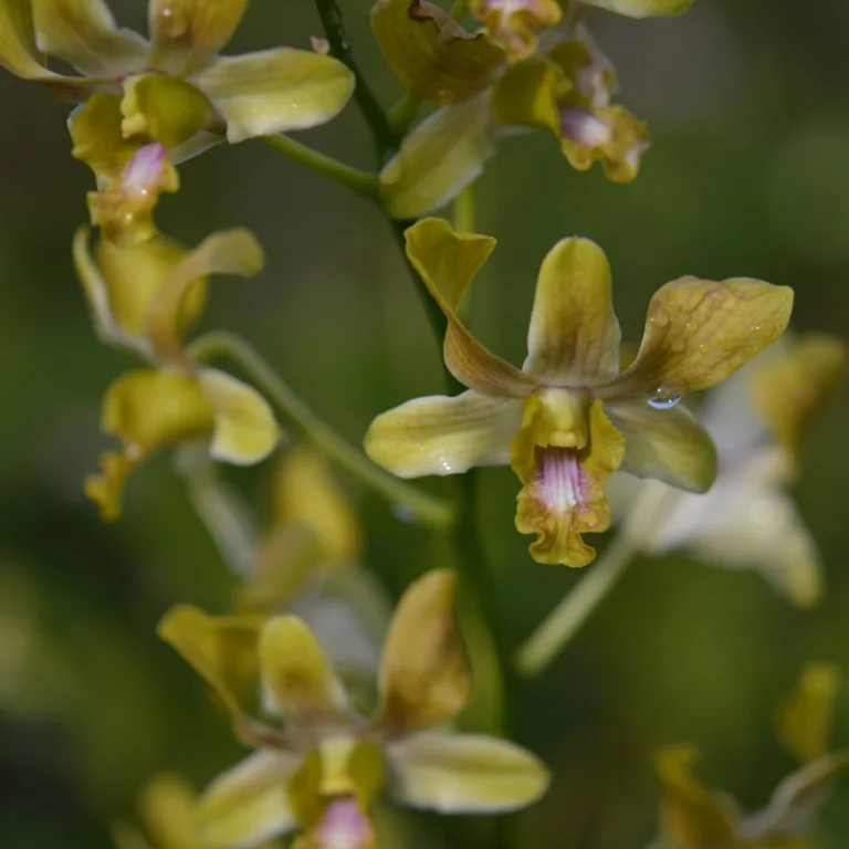 Dendrobium Brown1466
