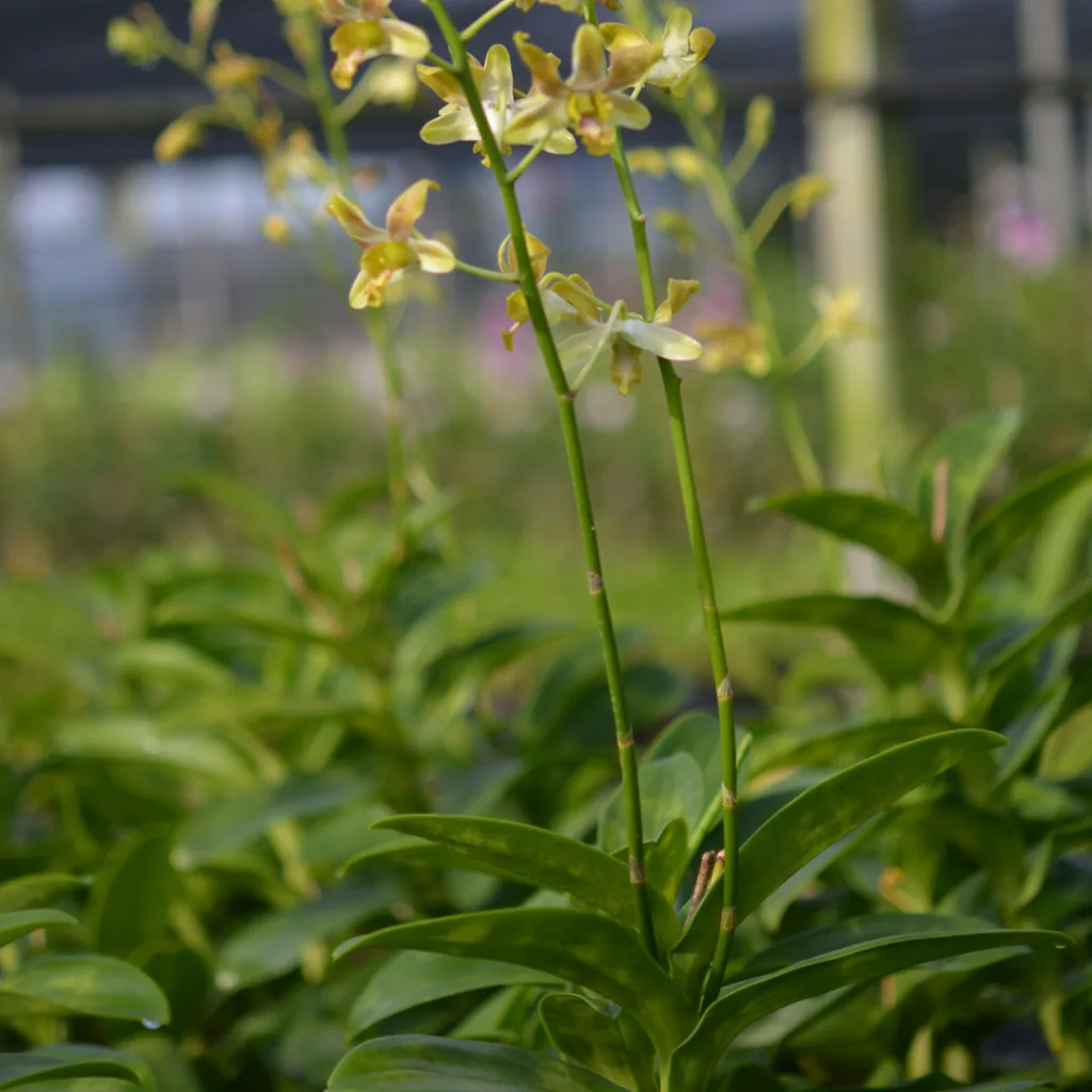 Dendrobium Brown1466