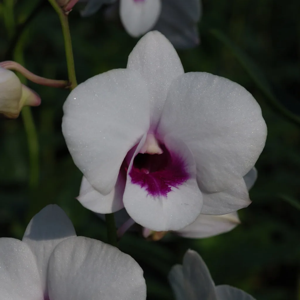 Dendrobium White Red Lip 1698