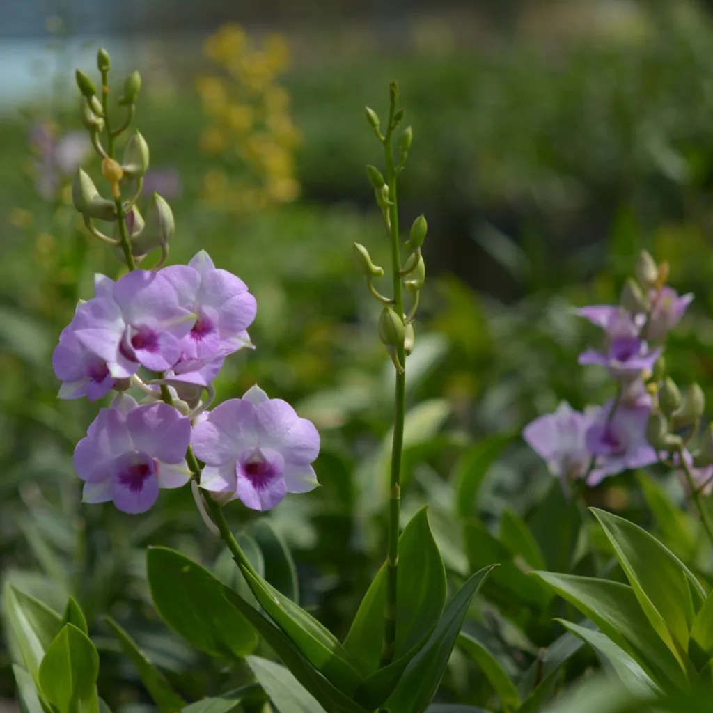 Dendrobium Pink1699
