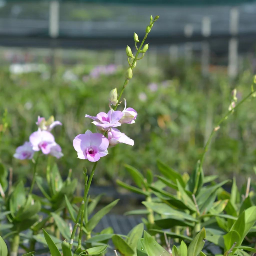 Dendrobium Pink1699