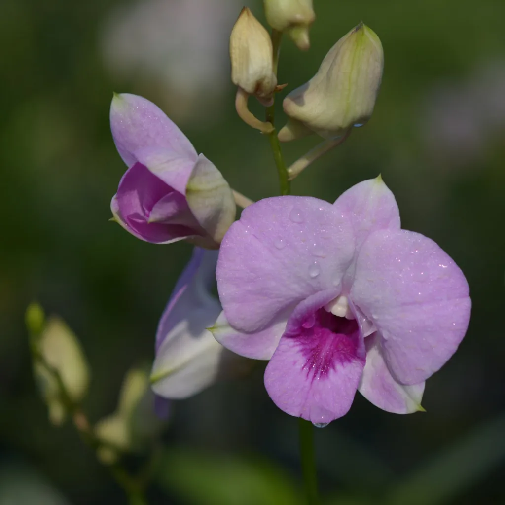 Dendrobium Pink1699