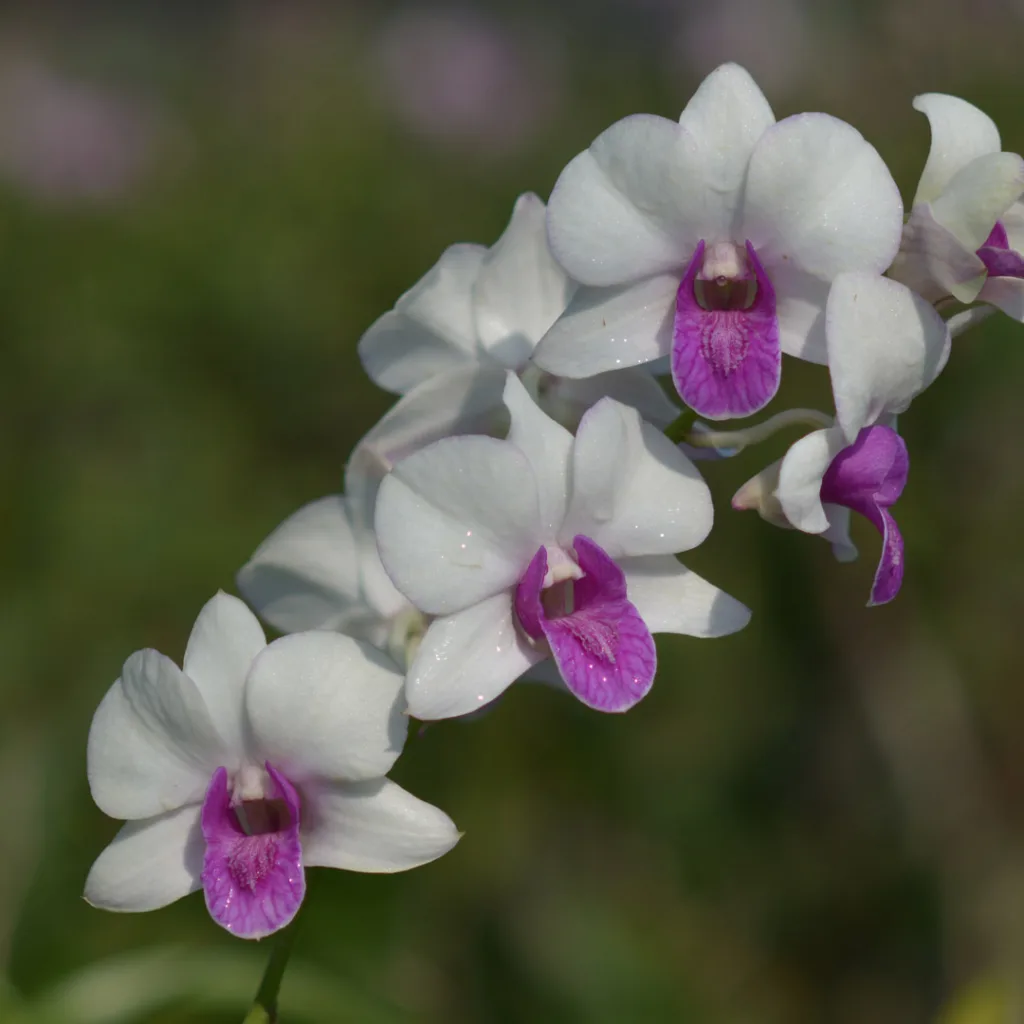 Dendrobium 10005 White Red Lip Madam Vipa 1997
