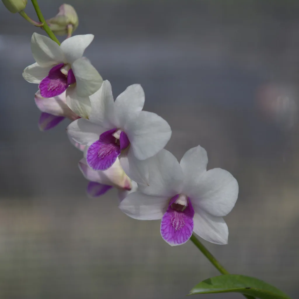 Dendrobium 10005 White Red Lip Madam Vipa 1997