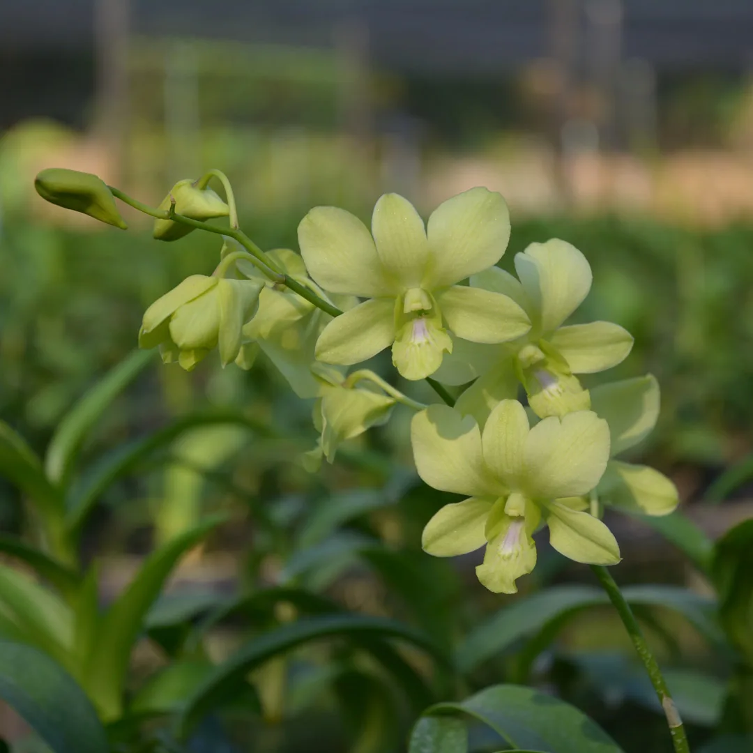 Dendrobium 10006 Aredung Green