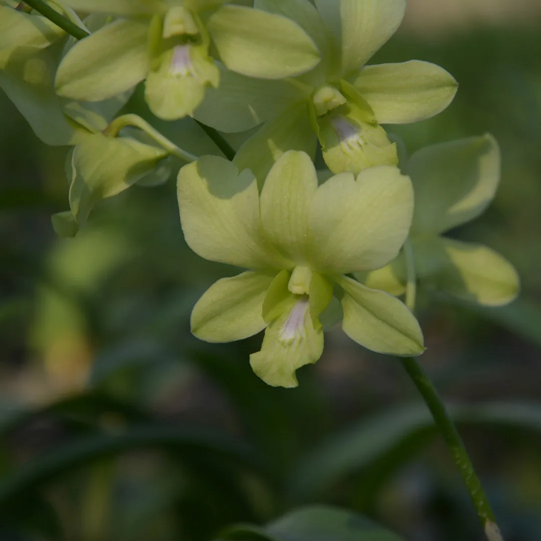Dendrobium 10006 Aredung Green