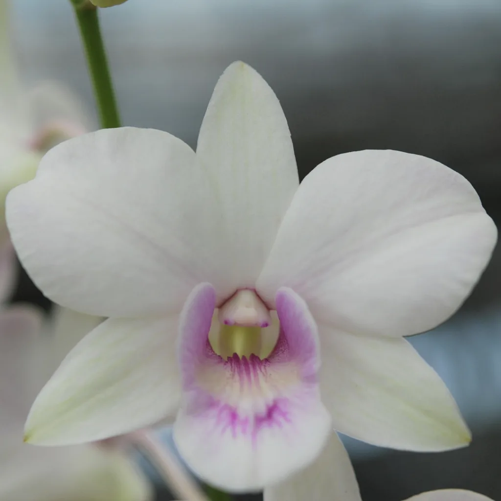 Dendrobium Aiko White Pink Nopporn B148