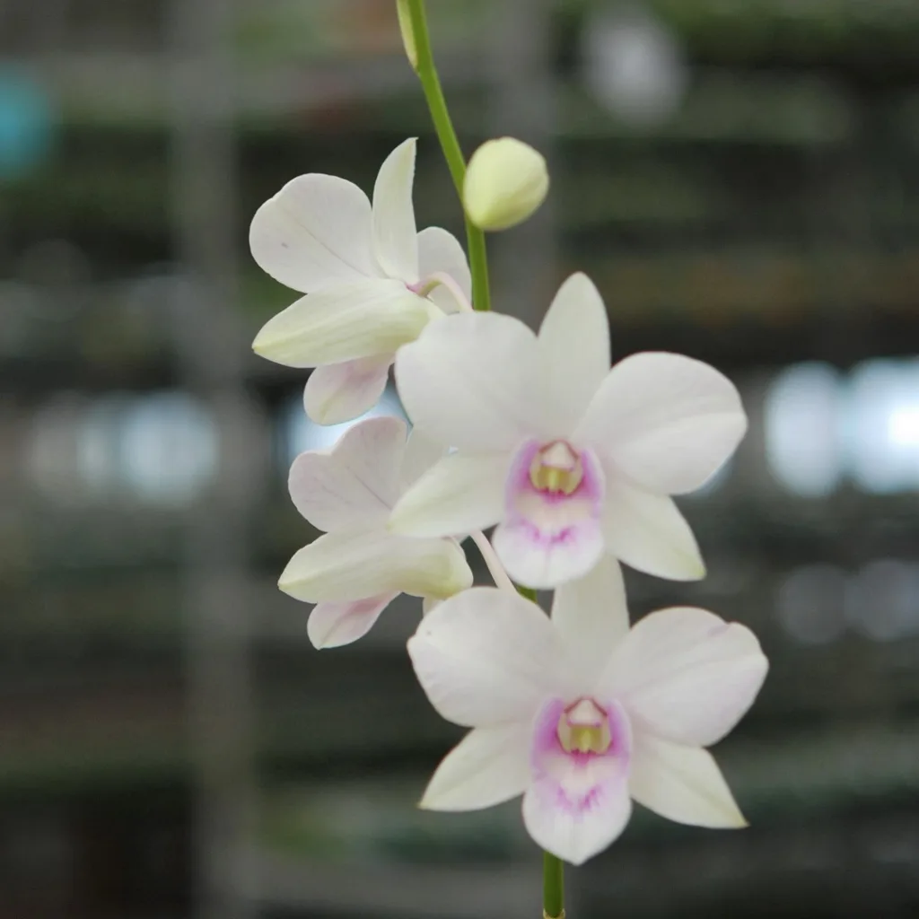 Dendrobium Aiko White Pink Nopporn B148