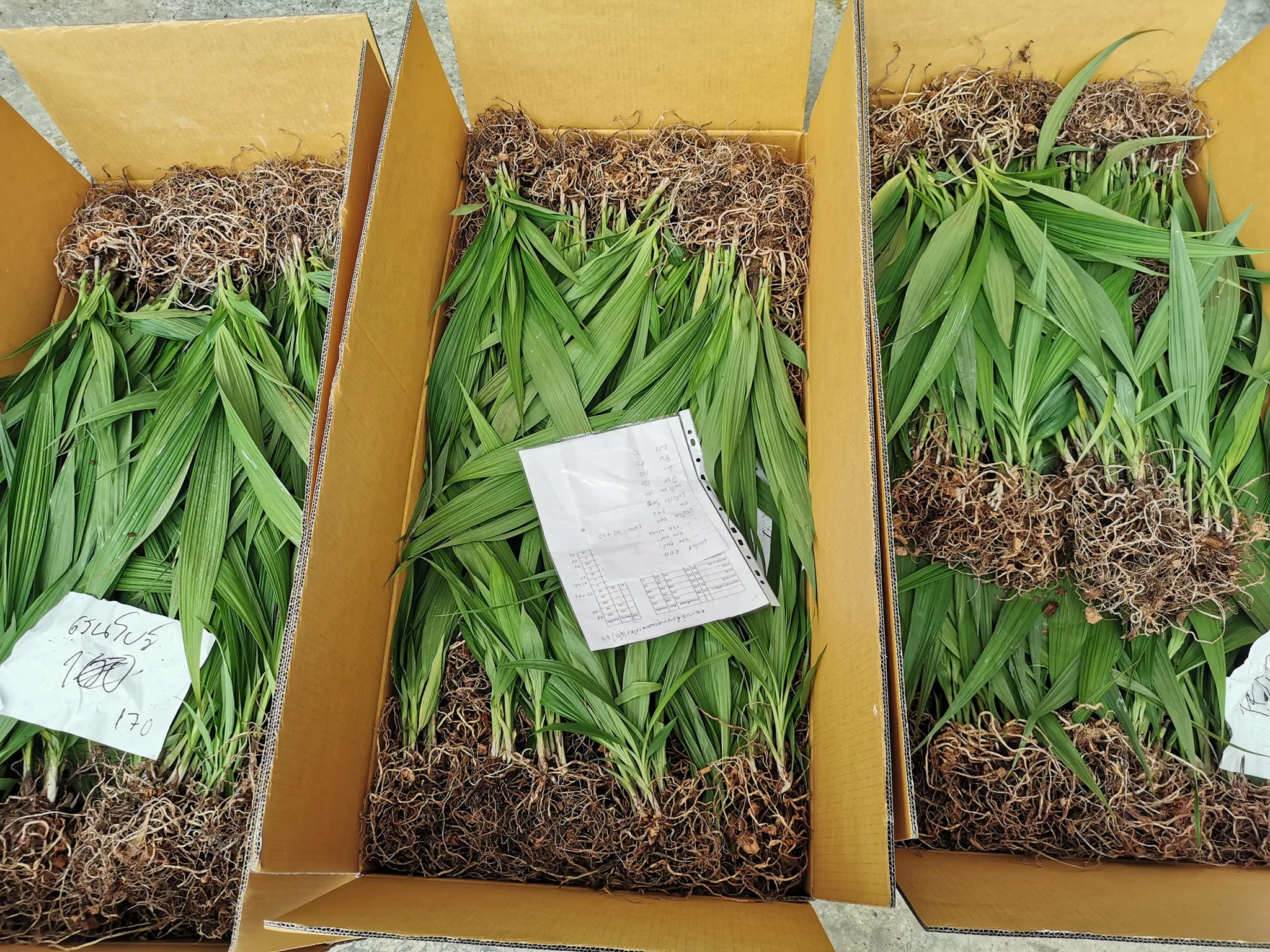 Orchid Blooming size – Spathoglottis