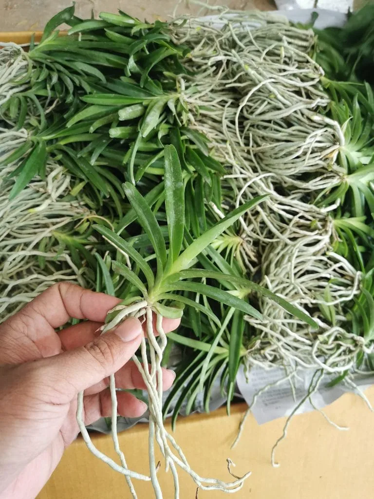 Orchid packing