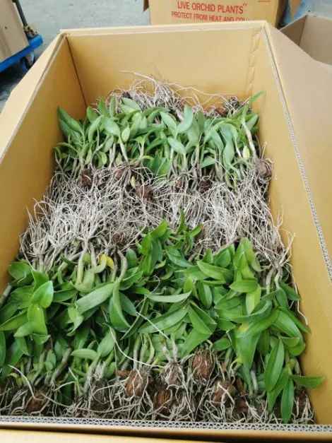 Orchid packing