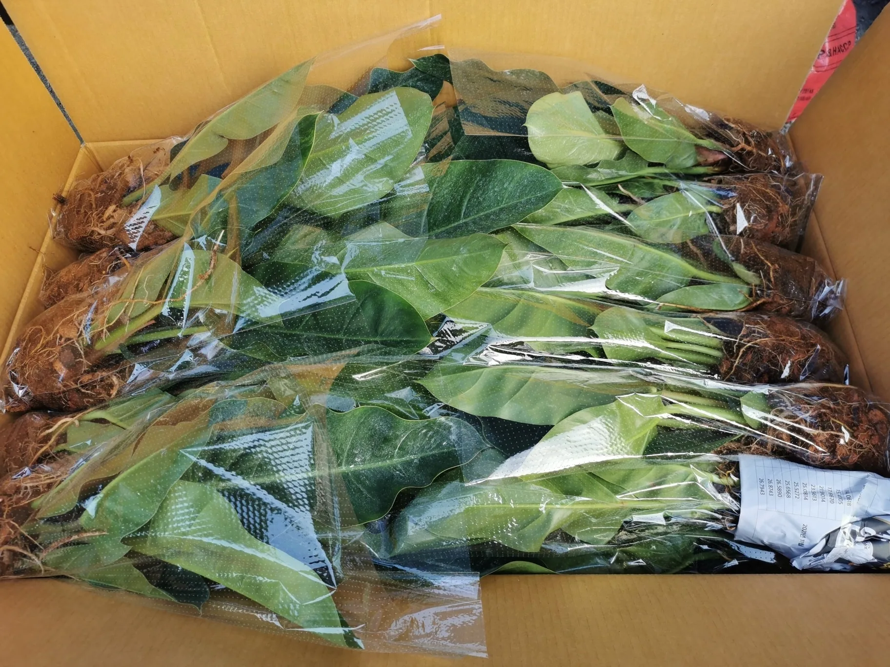 Ornamental plants